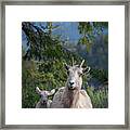 Bighorn Sheep Family Framed Print