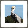 Biloxi Pelican Framed Print