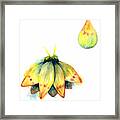 Bindu Moth Framed Print