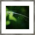 Biodome Framed Print