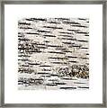 Birch Bark Framed Print