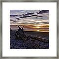 Birch Bay Evening Framed Print