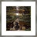 Birch Beauty Framed Print