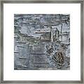 Birch Detail Framed Print