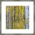 Birch Forest Framed Print