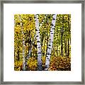 Birch In Gold Framed Print