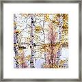 Birch-trees At Lake Of Bays Framed Print