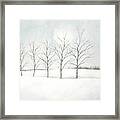 Birch Trees Under The Winter Sun Framed Print