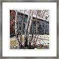 Birch Trees With Antique Barn, Winter Dusk At Camp Nyoda 1988 Framed Print