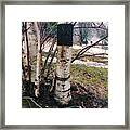 Birch Trees With House, Winter At Camp Nyoda 1988 Framed Print