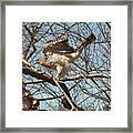 Birched Cooper 1 Framed Print