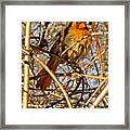 Bird In Winter Framed Print