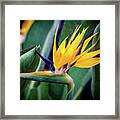 Bird Of Paradise Framed Print