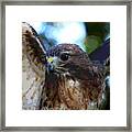 Bird Of Prey Framed Print