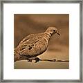 Bird On A Wire Framed Print