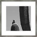 Bird On Cactus Framed Print
