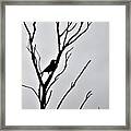 Bird Silhouette Framed Print