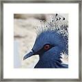 Bird Framed Print