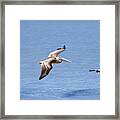 Birds 1039 Framed Print Birds 1039 Framed Print