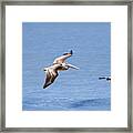 Birds 1039 Framed Print