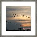 Birds In Flight Framed Print