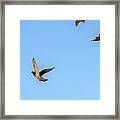 Birds In Flight Framed Print