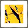 Birds Of Paradise - Two In Gold Framed Print