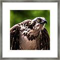 Birds Of Prey Sonoma County Framed Print