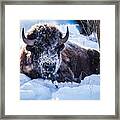 Bison At Frozen Dawn Framed Print