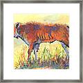 Bison Calf Framed Print