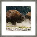 Bison Duel Framed Print