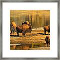 Bison Family Crossing Framed Print