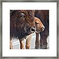 Bison Family Framed Print