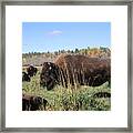 Bison Home On The Range Framed Print