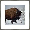 Bison In Fresh Snow Framed Print