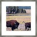 Bison In Yellowstone Framed Print