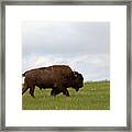 Bison On The American Prairie Framed Print