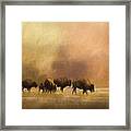 Bison - Yellowstone National Park Framed Print