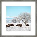 Bisons In A Winter Morning Framed Print