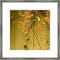 Bittersweet Vine Framed Print