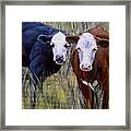 Black And Brown Cow Framed Print