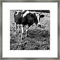 Black And White Cow Framed Print