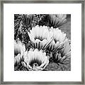 Black And White Desert Blooms Framed Print