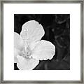 Black And White Hibiscus 3 Framed Print