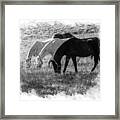 Black And White Horse Trio Grazing Framed Print
