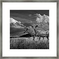 Black And White Of Male Mule Deer With Velvet Antlers Framed Print