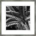 Black And White Palm Abstract 3624 Bw_2 Framed Print