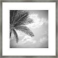 Black And White Palm Framed Print