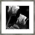 Black And White Rose 4 Framed Print