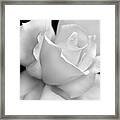 Black And White Rose Flower Framed Print